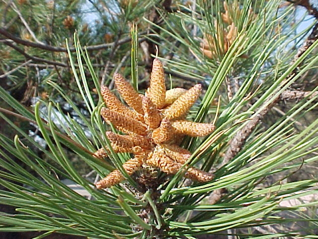  Pine flowers 